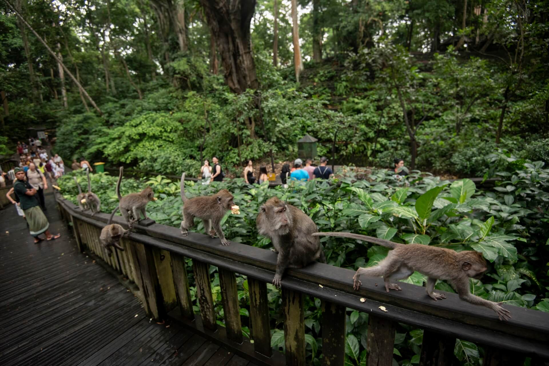 Monkey Forest Ubud